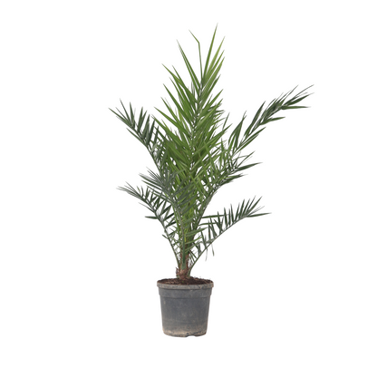 Palmera Canaria - Phoenix Canariensis - Altura 80-100cm - ⌀19cm_0