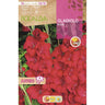 Bolbo de Gladíolo Vermelho Jumbo 10 unidades (16/18)