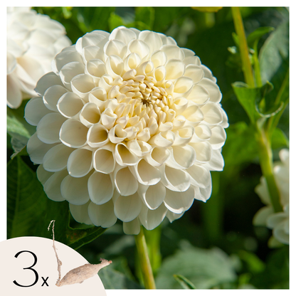 Tubérculos De Dalia - 3 Pzs - Dahlia 'boom Boom White' - Blanco_0