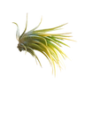 Tillandsia Ionantha Cravo-do-ar Amarelo Druid
