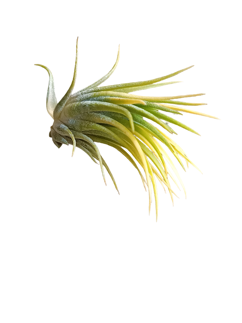 Tillandsia Ionantha Druid Amarilla Clavel Del Aire_0