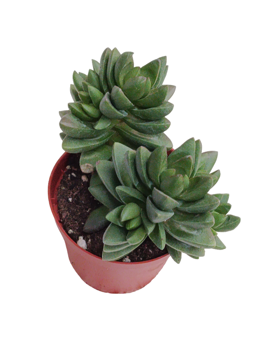 Crassula Ben Planta Suculenta Ø8_0
