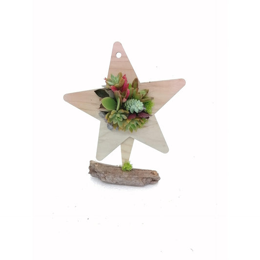 Composição de suculentas estrela de Natal