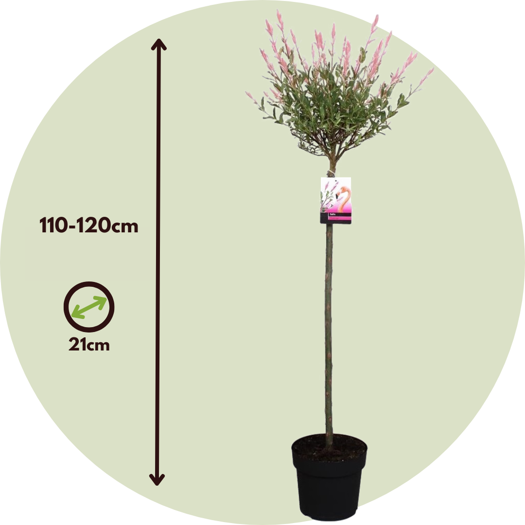 Árbol Flamenco - 2 Pzs - Salix Integra 'flamingo' - Altura 110-120cm - ⌀21cm_2
