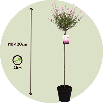 Árbol Flamenco - 2 Pzs - Salix Integra 'flamingo' - Altura 110-120cm - ⌀21cm_2