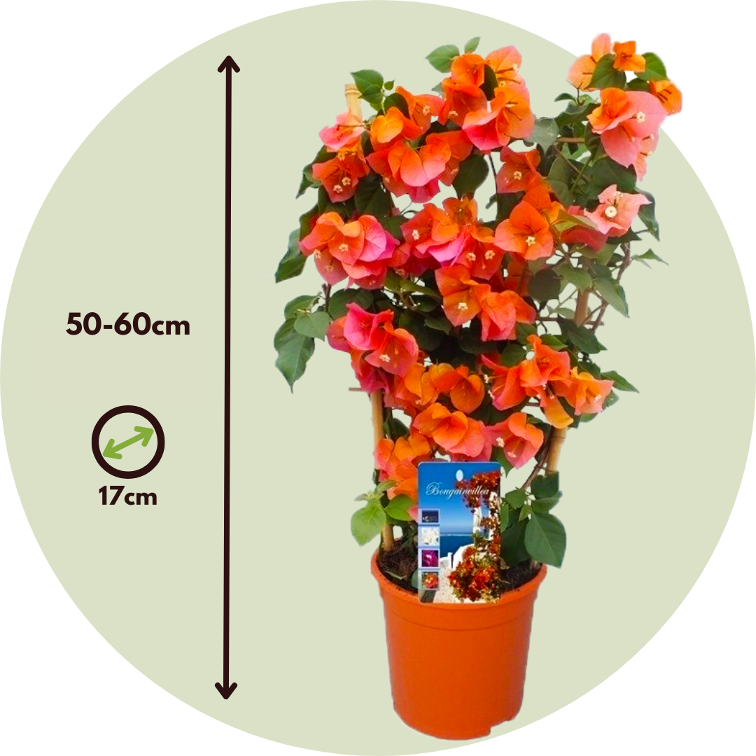 Buganvilla - Bougainvillea 'dania' - Altura 50-60cm - ⌀17cm_2