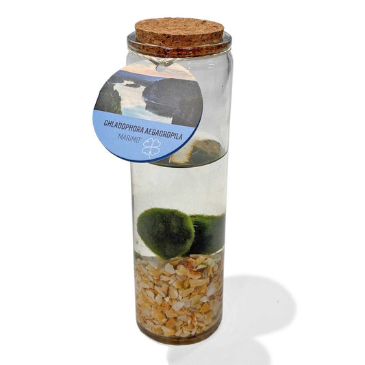 Marimo_0