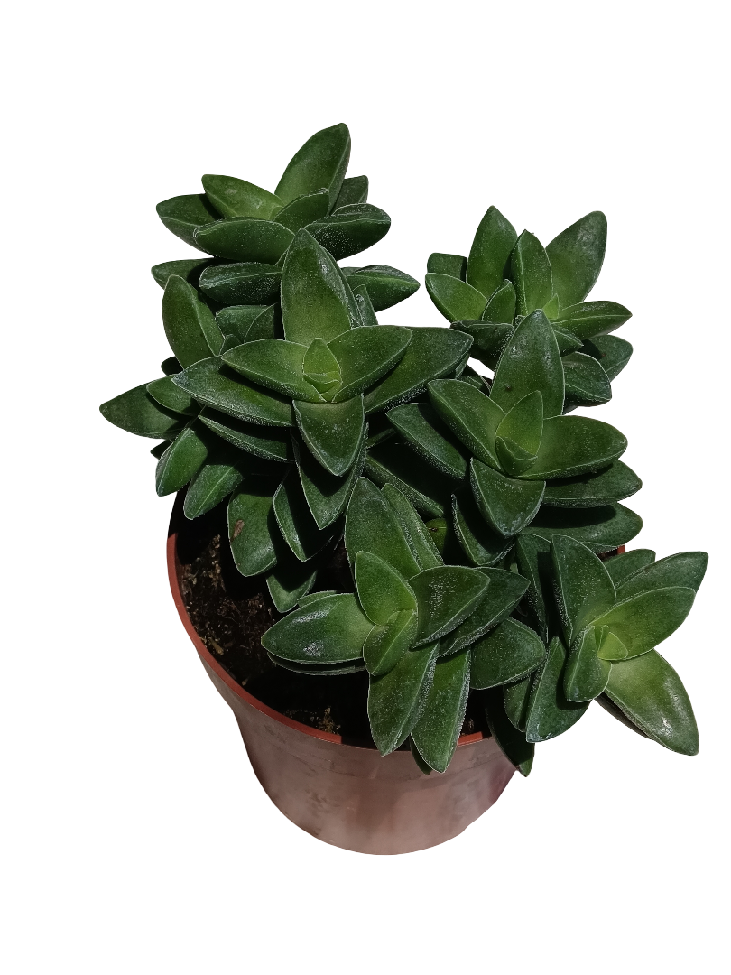 Crassula Springtime Planta Suculenta Ø8 Cm_0
