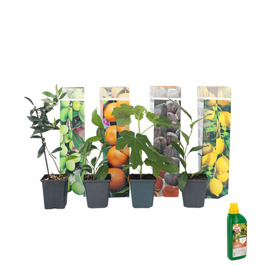 Mezcla De Árboles Frutales - 4 Pzs - Medi Mix - Pokon - Altura 25-40cm - ⌀9cm_0