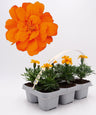 Pack Plantões De Tagetes Laranja 6 Un. Natural - Fitoralia