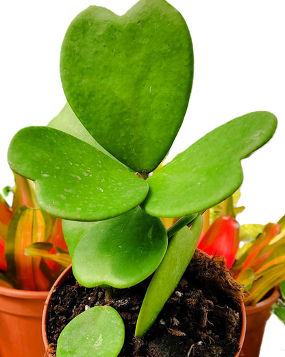 Hoya Kerrii [enredadera] (planta Corazón Enredadera); Planta Con Hojas Acorazonadas; Curiosarium; Diámetro Maceta 12 Cm_2