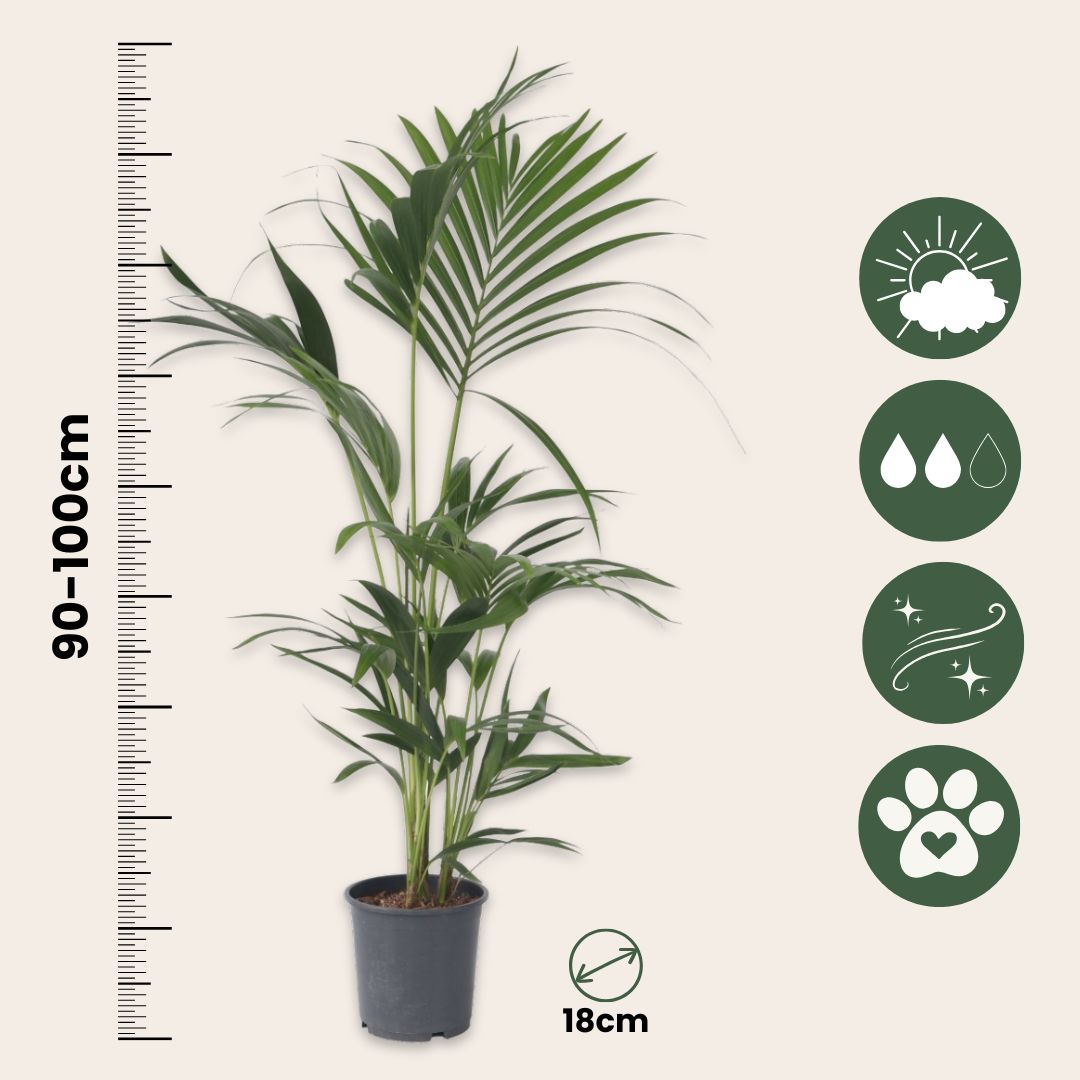 Palma Kentia - 2 Pzs - Howea Forsteriana - Altura 90-100cm - ⌀18cm_2