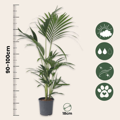 Palma Kentia - 2 Pzs - Howea Forsteriana - Altura 90-100cm - ⌀18cm_2