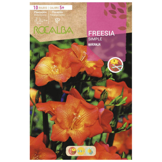 Bolbo de Frésia simples laranja 10 unidades Rocalba
