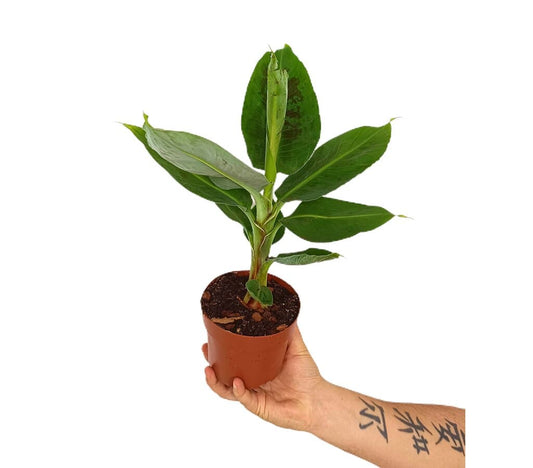 Musa Tropicana M12 30cm (platanera)_0
