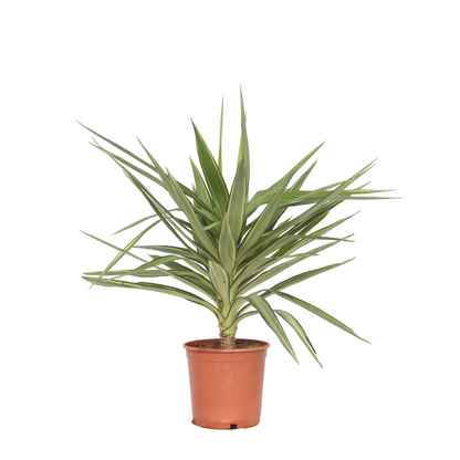 Yuca Pie De Elefante - Yucca Elephantipes 'jewel' - Altura 60-70cm - ⌀21cm_0