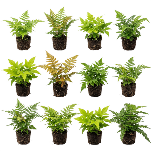 Helecho Exterior Mixto 12 Plantas P12 - Helecho Jardín Borde Estanque Resistente_0