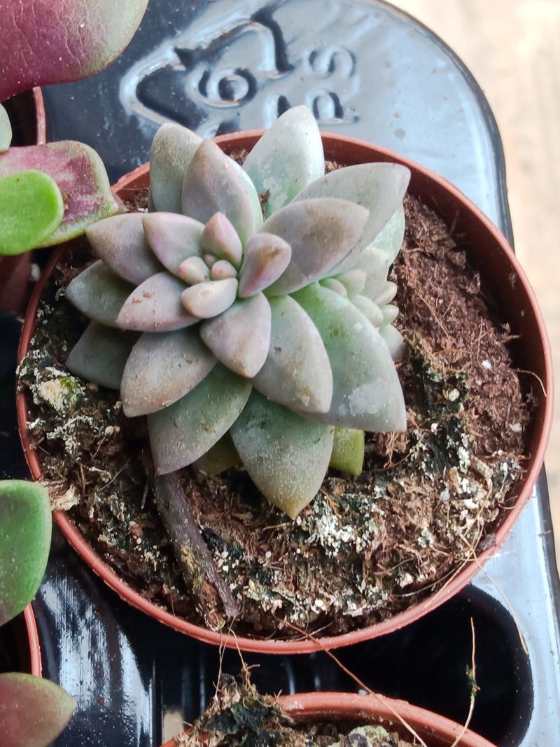Graptoveria Bourdeux Hard Planta Suculenta Ø5 Cm_0