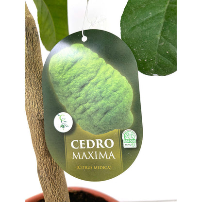 Limonero Medica M21 80-100cm_1