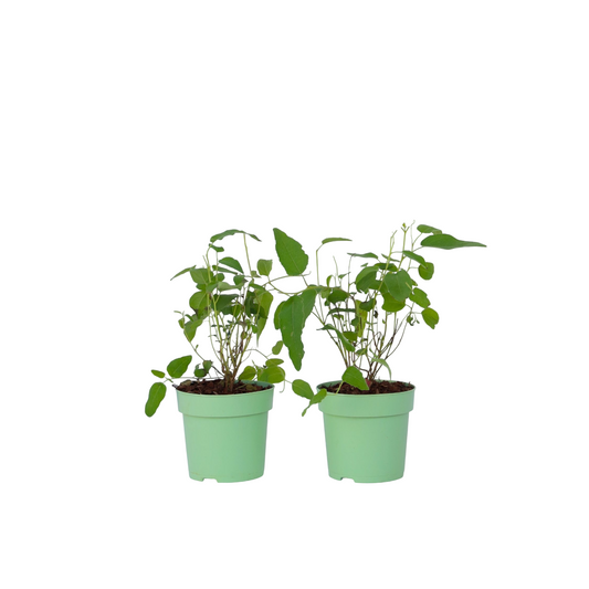 Eucalipto - 2 Pzs - Eucalyptus 'citriodora' - Altura 35-45cm - ⌀15cm_0