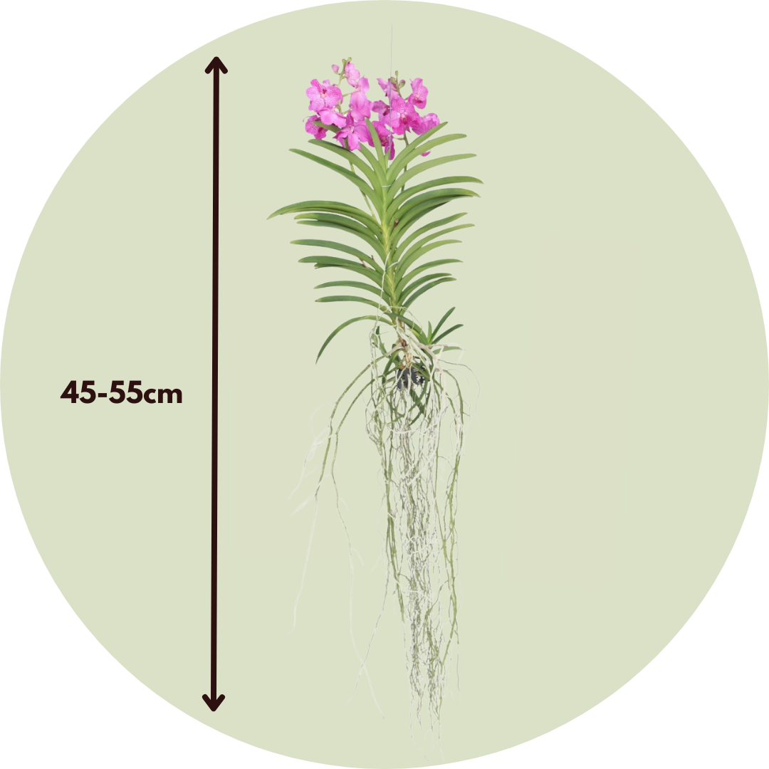 Orquídea Vanda - Vanda 'pink' - Altura 45-55cm_2