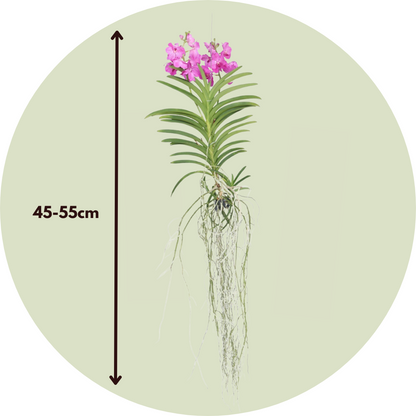Orquídea Vanda - Vanda 'pink' - Altura 45-55cm_2