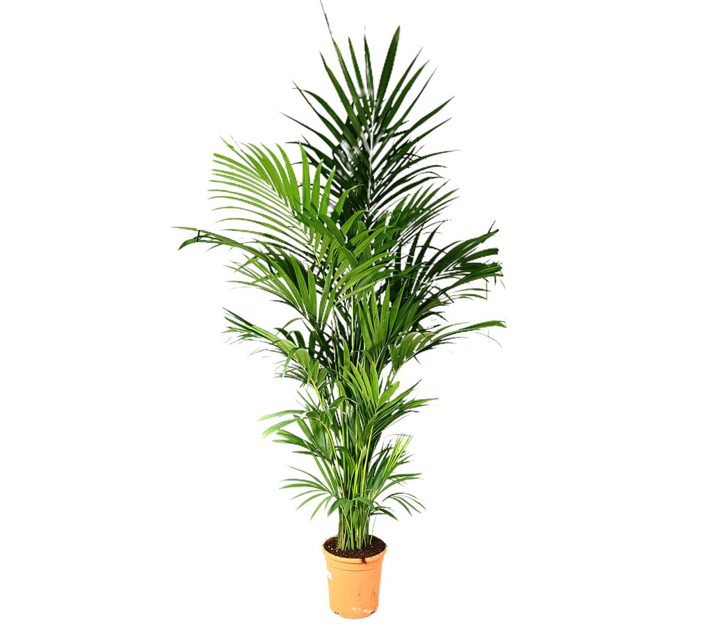 Kentia Forsteriana M30 180-200cm_0