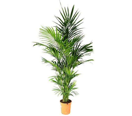 Kentia Forsteriana M30 180-200cm_0