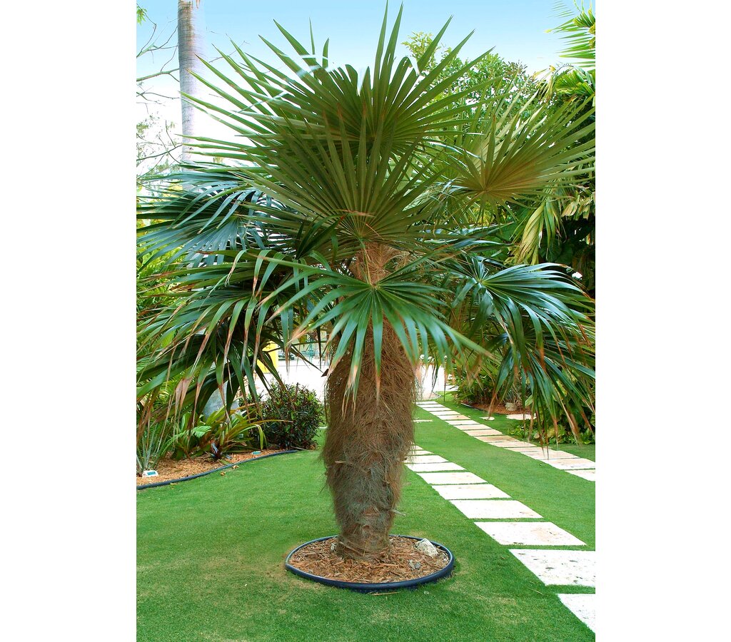 Cocotrinax Crinita M11_1