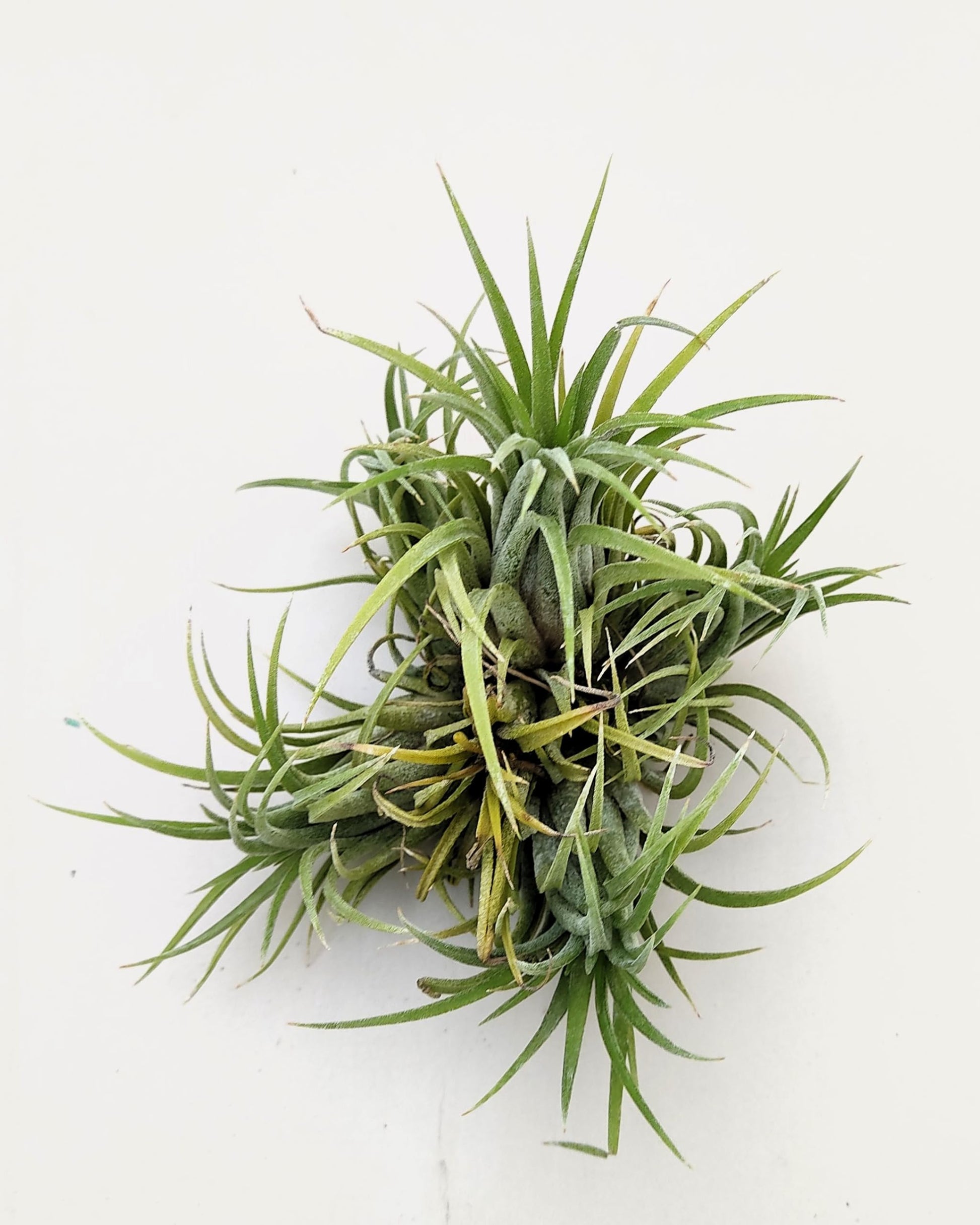 Tillandsia ionantha rubra clump; planta del aire, mata de plantas; Curiosarium; altura 10 cm, diámetro 15-18 cm_1
