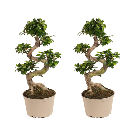 Laurel De Indias - 2 Pzs - Ficus Microcarpa 'ginseng' - Altura 60-70cm - ⌀22cm_0