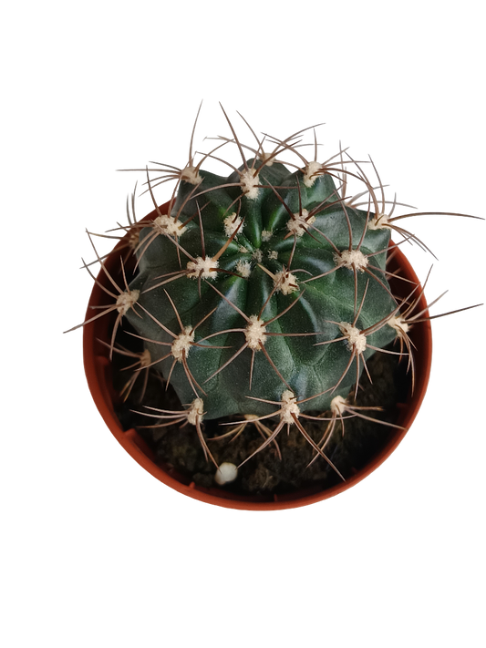 Melocactus Macrodiscus Cactus Pequeño Ø5_0