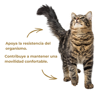 Cuidado Completo De Articulaciones Y Energía Para Perros Y Gatos_3