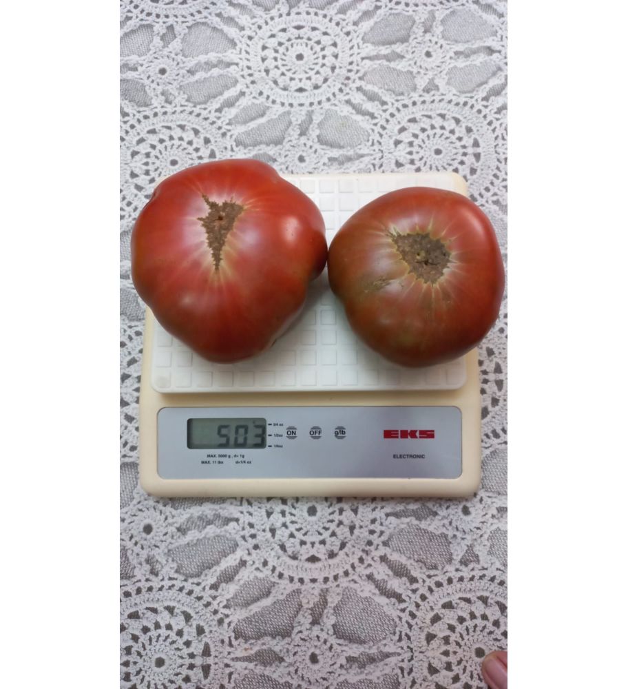 Plantón Tomate Negro De Santiago (10 Unidades)_2