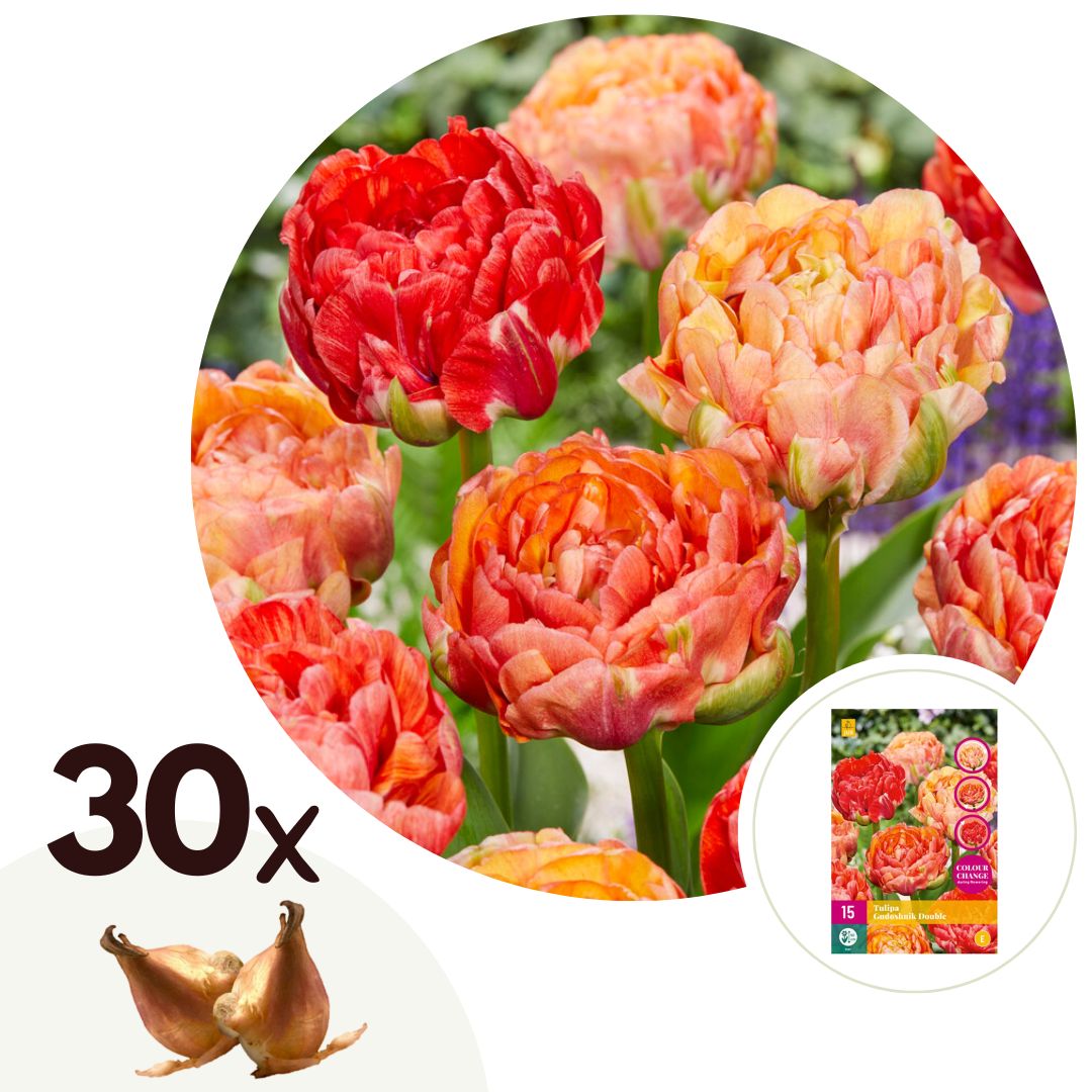 Bulbos De Tulipán - 30 Pzs - Tulipa 'gudoshnik Double' - Blanco_0