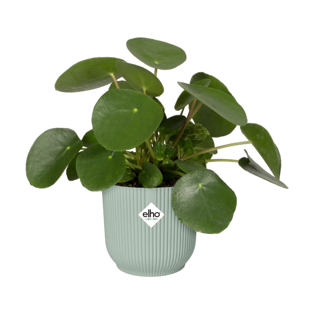 Maceta Verde Sorbete Vibes Fold Round Mini Elho 7cm 100% reciclado