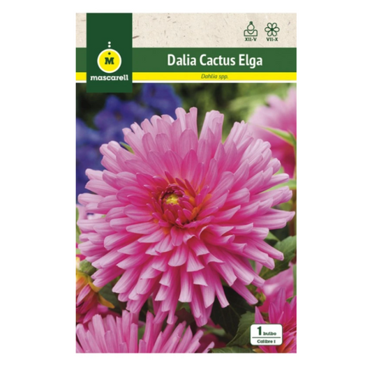 Bulbo Dalia Cactus Elga Rosa_0