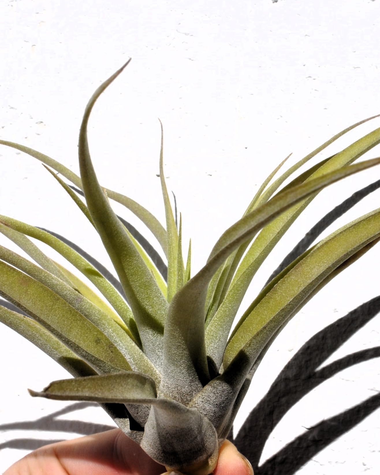 Tillandsia capitata 'Peach'; tillandsia melocotón, planta del aire; Curiosarium; altura 10-20 cm, Diámetro 12-25 cm_3