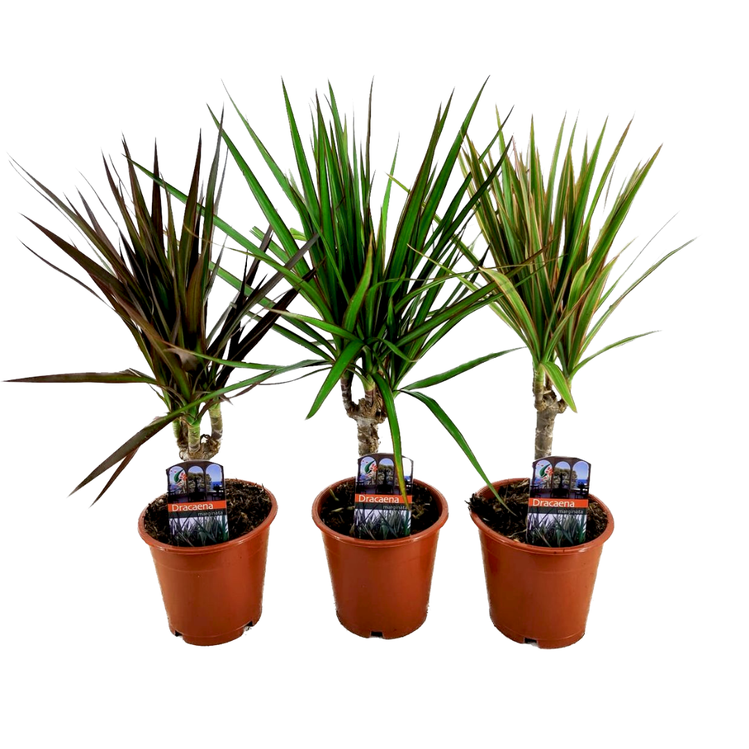 Drácena - 3 Pzs - Dracaena Marginata - Altura 30-40cm - ⌀12cm_0