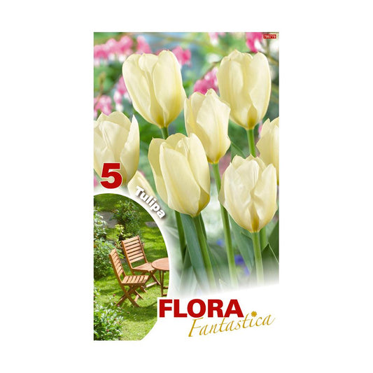 Bolbos Tulipa Branca Darwin Fantastic Elite 5 peças