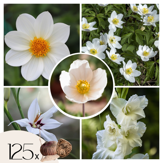 Armonía De Flores Blancas - 125 Pzs - Bulbos De Flores_0