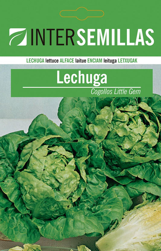 Sobre De Semillas De Lechuga Little Gem_0