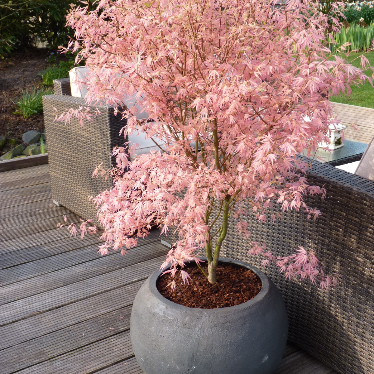 Arce Japonés - 2 Pzs - Acer Palmatum 'taylor' - Altura 50-60cm - ⌀19cm_1