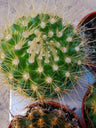 Parodia Penicillata Cacto Ø5