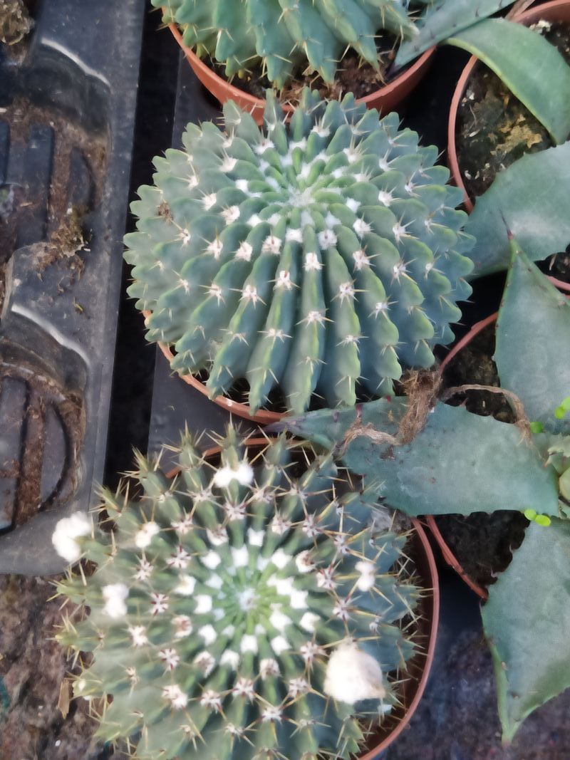 Planta Cactus Parodia Buiningii Ø8 Cm_0