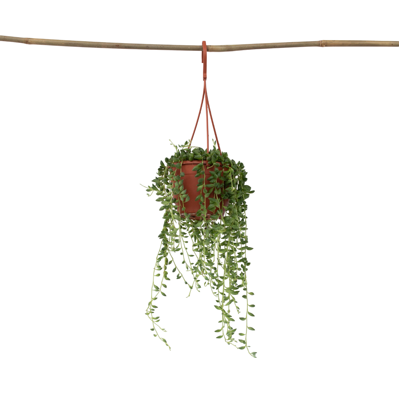 Planta Del Rosario - Senecio Rowleyanus - Altura 10-20cm - ⌀12cm_0