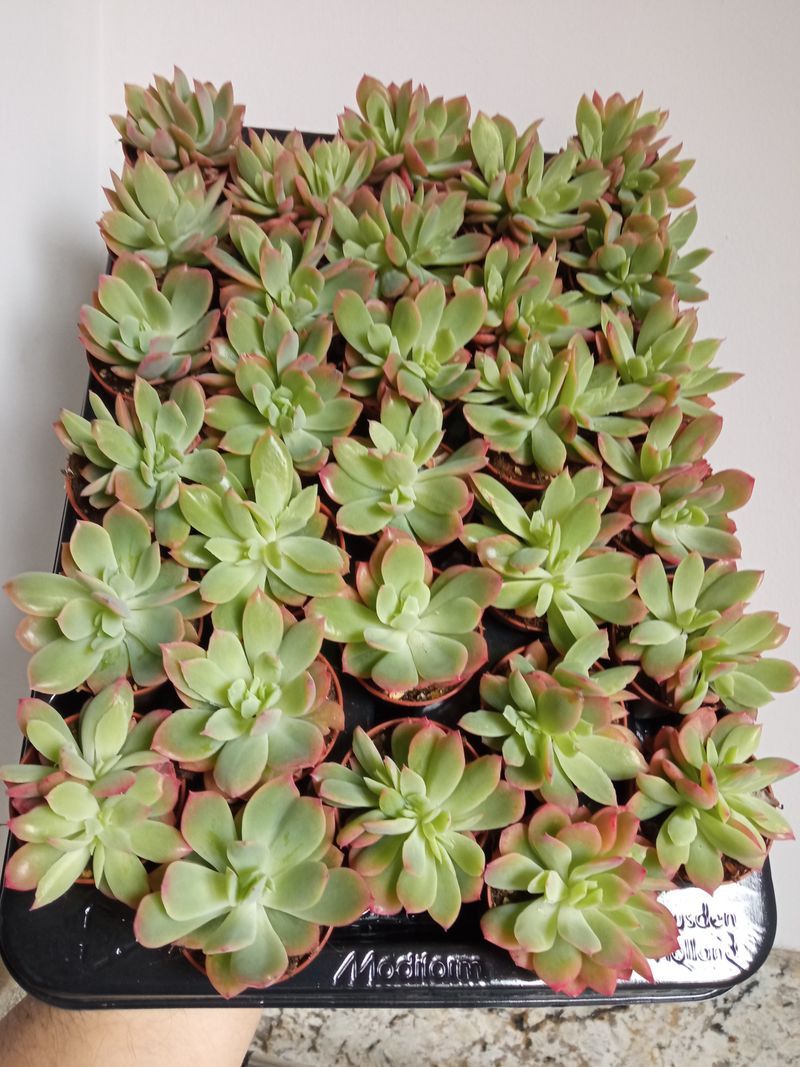 Echeveria Luella Pequela Plantas Suculentas_0