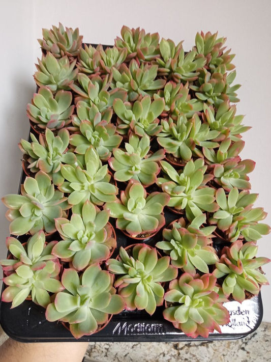 Echeveria Luella Pequela Plantas Suculentas_0