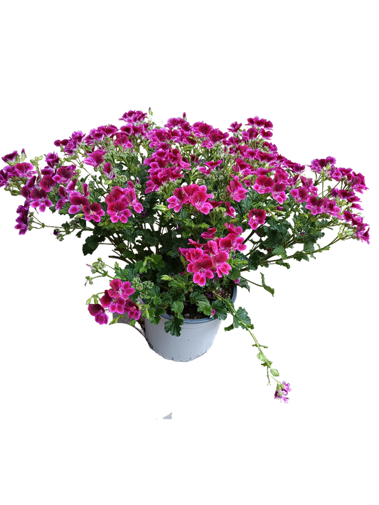 Pelargonium Crispum Planta De Flores Espectaculares_0