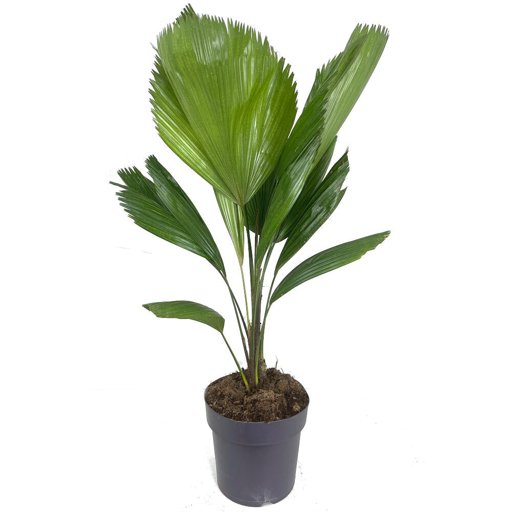 Licuala Grandis M21 60-80cm_0